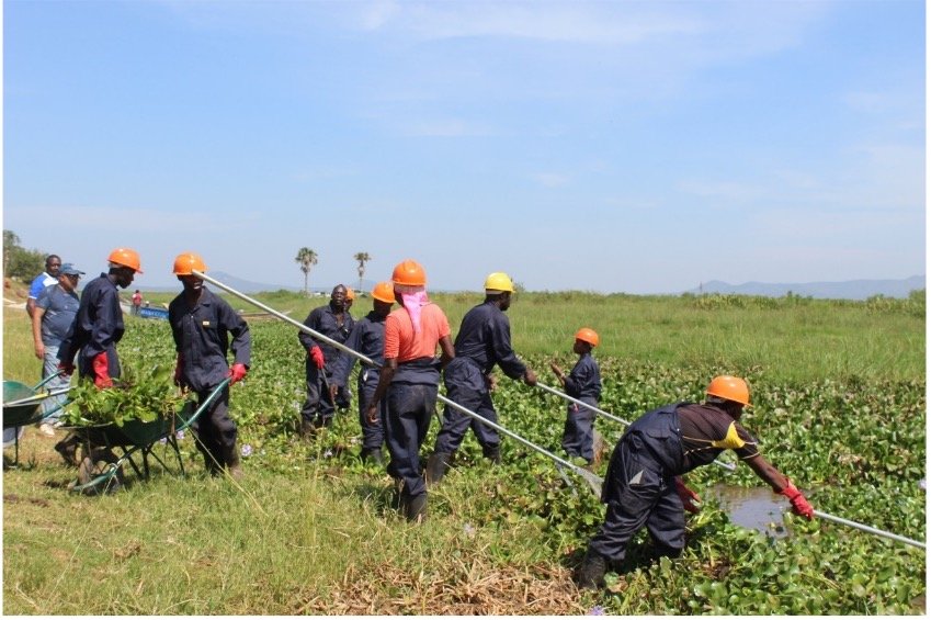 Aquatic Weed Management in Landing Sites on Lakes Kyoga and Albert, Uganda